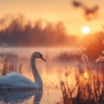 Swans birds nature#AI #artificial Intelligence…