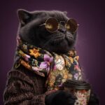 A black british shorthair cat wearing sunglasses and an elegant floral scarf is ...