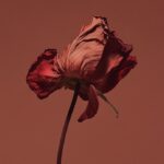 Photograph of a withered flower, in a burgundy color palette, on a flat brown ba...