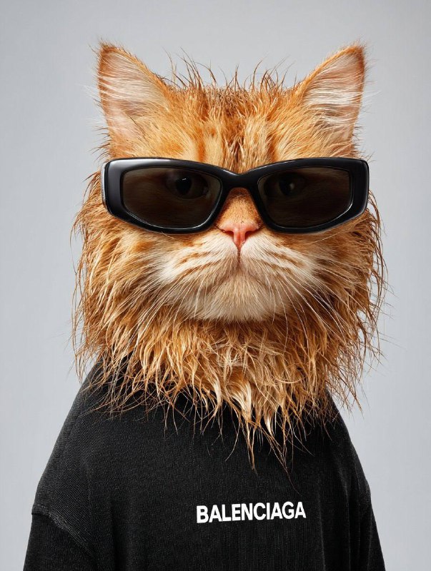 bFj8MeNx8mmAq5yY6xmeRMglDMvVTrzGtL12lH3ktXjefeg6EaAJTn4uKiB9paHreUXTzOeZutBJn-6GZg59nK-YxGIiwH6JcxSW.jpeg Prompt: Cool ginger cat with spiky wet... - تصویر 1