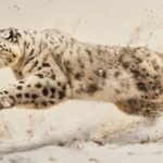 Snow leopard big cat animal nature#AI #artificial...