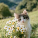 PromptA cute chubby furry cat holds a...