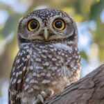 Owl predator bird nature#AI #artificial Intelligence…