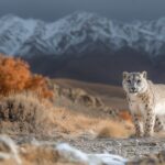 Snow leopard big cat nature#AI #artificial Intelligence…