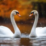 Swans birds water pond#AI #artificial Intelligence…