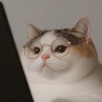 A close-up shot of a Korean Shorthair cat wearing stylish round glasses, sitting...