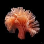 amorphous tuber frill, photorealistic, black backgroundby bantjes Prompt collect...