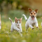 Cute funny dog and cat group jumps and running and happily a field blurred backg...