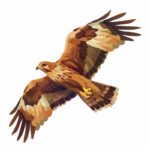 Harriers bird illustration isometric on white background --ar 1:1 --v 6by krokon...