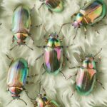 assorted colors of iridescent opalescent holographic jewel beetles shown from ab...