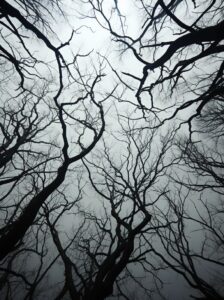 tangled in trees by naomi yanin, in the style of monochromatic symmetry, jan van...