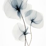 small minimalist ethereal dark botany x-ray photo My natural minimalist artwork ...
