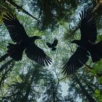 Three large black crows, spreading their wings, circle high in the sky above the...