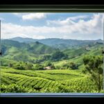 Open white window, outside the window there is a view of the tea plantation --ar...