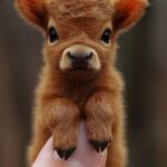 Photorealistic, 34k, A micro baby Buffalo perched on a human finger --ar 9:16 --...