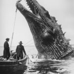 1900s photo of a giant sea monster caught by fishermen , --ar 2:3 --v 6.0by pabl...
