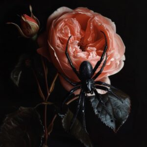 a black spider sitting on top of a pink rose, black background, hyper realistic ...