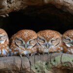 A trio of fuzzy little owlets huddle together as they sleep, blending into weath...