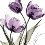 purple tulip wall art, in the style of nick veasey, serene ink paintings --ar 11...