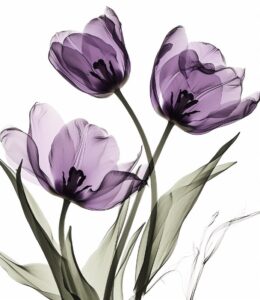 purple tulip wall art, in the style of nick veasey, serene ink paintings --ar 11...