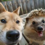 a cat taking a selfie at a top-down 45-degree side by side with a shark under th...