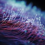 Cells are straight or slightly curved rods, more than 3 μm wide, 8-16 μm long. M...