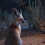 Fennec fox sits quietly in the desert at night, looking at the stars. --no "very...