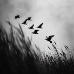 macro photography by Nathan Wirth, winter, details, morning light, birds flying ...