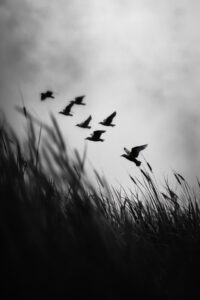 macro photography by Nathan Wirth, winter, details, morning light, birds flying ...