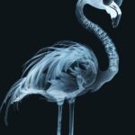 extremely detailed X-ray in the style of Nick Veasey and Kazuki Takamatsu, full ...