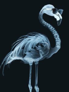 extremely detailed X-ray in the style of Nick Veasey and Kazuki Takamatsu, full ...