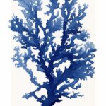 a minimalistic royal blue cyanotype print of coral white background  --ar 2:3by ...