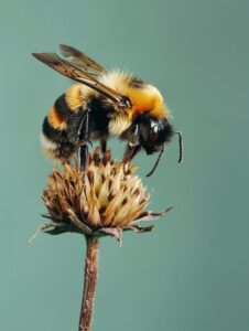 ward-winning, hyper realistic photography by Petrina Hicks, a bee on a dried flo...