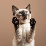 funny seal point siamese cat playing raising paws making funny face with mouth o...
