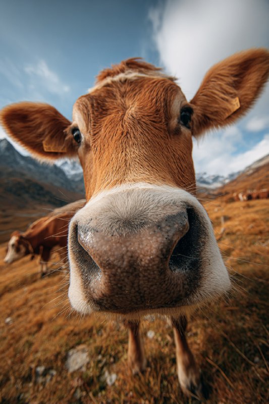 Носик животногоГенерируем приближенный кадр вашего животного с...