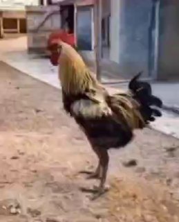 وضعیت آژیر اسرائیل این روزها…